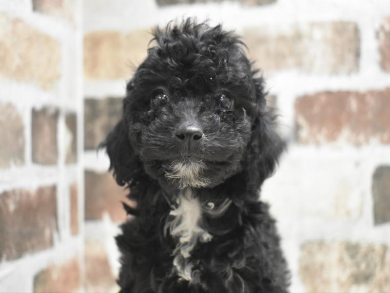 愛知県のトイプードル(トイ) (ワンラブドン・キホーテ緑店(FC)/2025年11月12日生まれ/女の子/ブラウン)の子犬