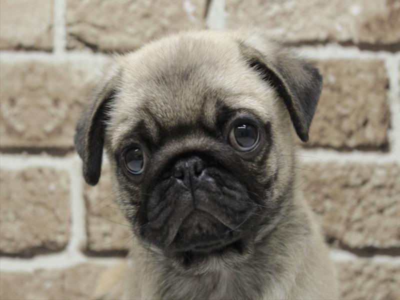 福岡県のパグ (ワンラブ福岡総本店/2025年11月8日生まれ/男の子/フォーン)の子犬の1枚目の画像