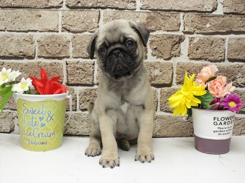 福岡県のパグ (ワンラブ福岡総本店/2025年11月8日生まれ/男の子/フォーン)の子犬の3枚目の画像