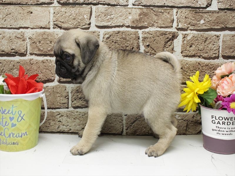 福岡県のパグ (ワンラブ福岡総本店/2025年11月8日生まれ/男の子/フォーン)の子犬の2枚目の画像