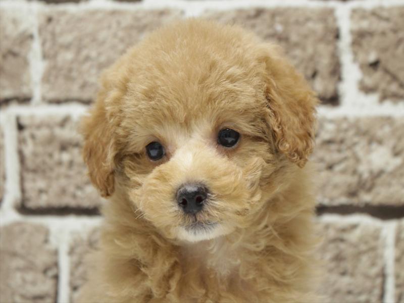 福岡県のトイプードル(トイ) (ワンラブ福岡総本店/2025年11月12日生まれ/男の子/アプリコット)の子犬の1枚目の画像