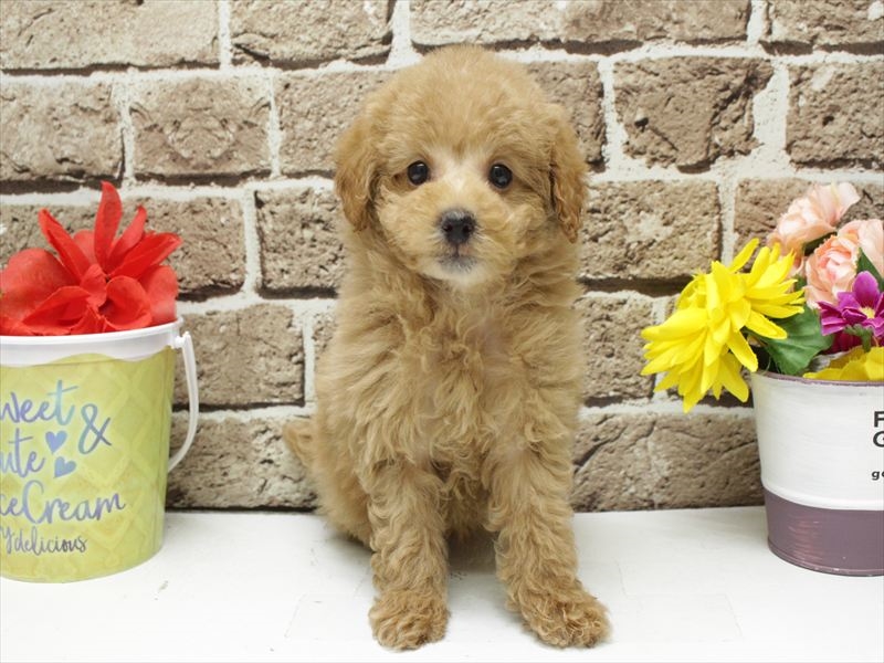 福岡県のトイプードル(トイ) (ワンラブ福岡総本店/2025年11月12日生まれ/男の子/アプリコット)の子犬の3枚目の画像