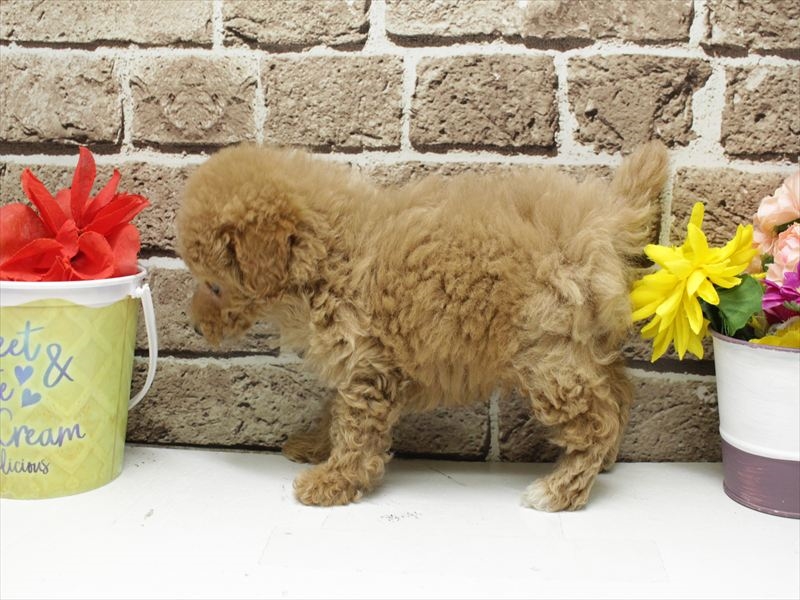 福岡県のトイプードル(トイ) (ワンラブ福岡総本店/2025年11月12日生まれ/男の子/アプリコット)の子犬の2枚目の画像