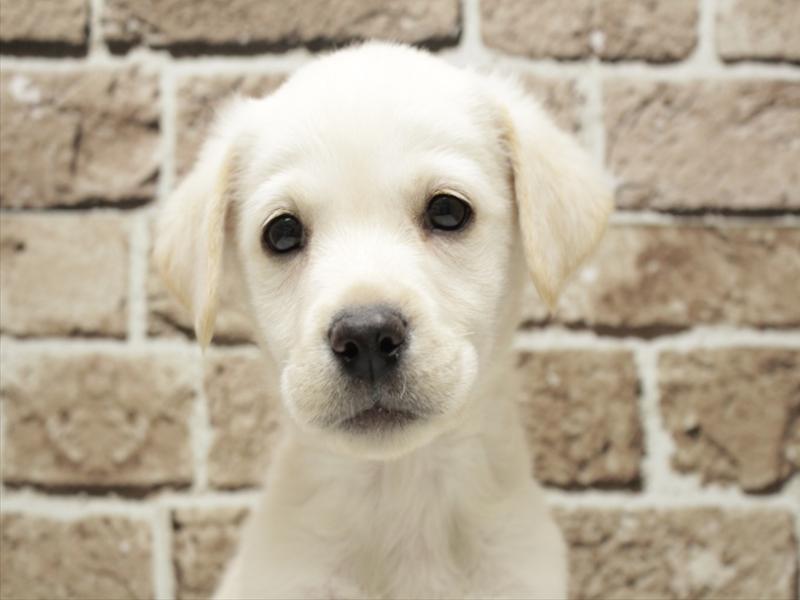 福岡県のラブラドールレトリーバー (ワンラブ福岡総本店/2025年11月8日生まれ/男の子/イエロー)の子犬の1枚目の画像