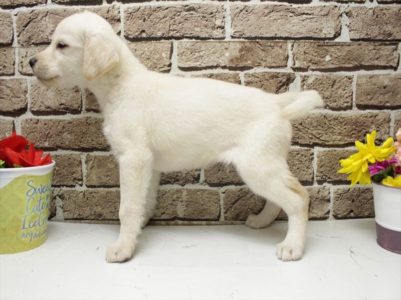 福岡県のラブラドールレトリーバー (ワンラブ福岡総本店/2025年11月8日生まれ/男の子/イエロー)の子犬の2枚目の画像