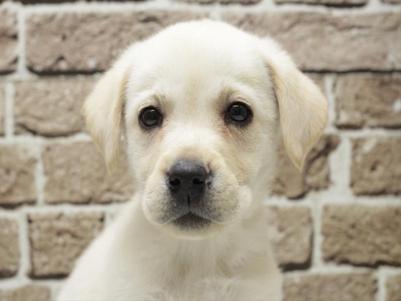 福岡県のラブラドールレトリーバー (ワンラブ福岡総本店/2025年11月8日生まれ/男の子/イエロー)の子犬の1枚目の画像