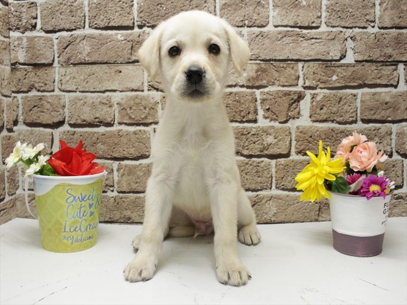 福岡県のラブラドールレトリーバー (ワンラブ福岡総本店/2025年11月8日生まれ/男の子/イエロー)の子犬の3枚目の画像