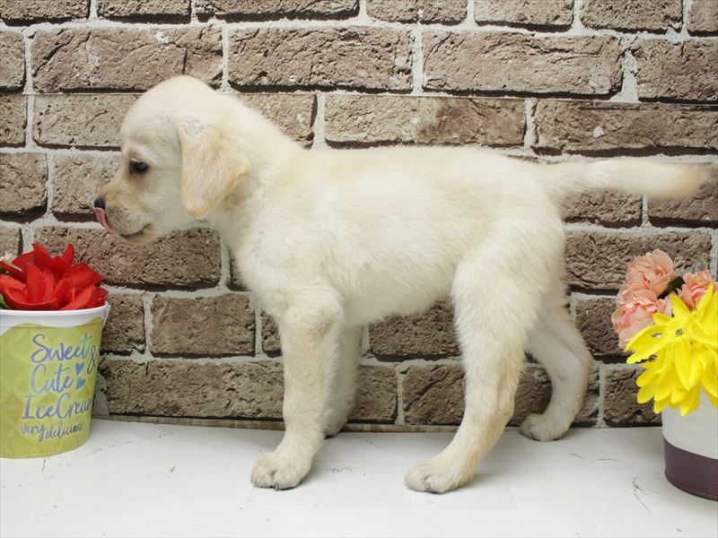 福岡県のラブラドールレトリーバー (ワンラブ福岡総本店/2025年11月8日生まれ/男の子/イエロー)の子犬の2枚目の画像