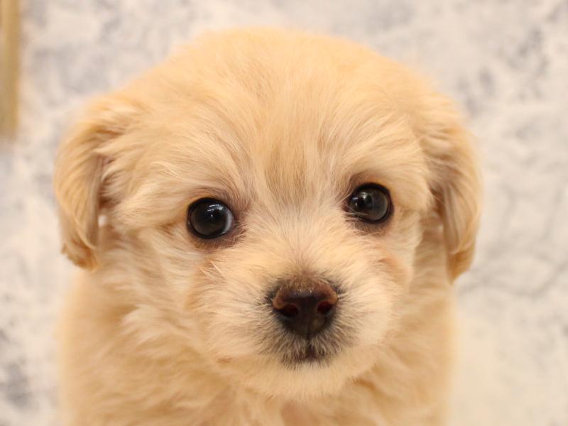 埼玉県のチワプー/プーチー(チワワ×プードル) (ワンラブ埼玉寄居店/2025年11月12日生まれ/男の子/アプリコット)の子犬の1枚目の画像