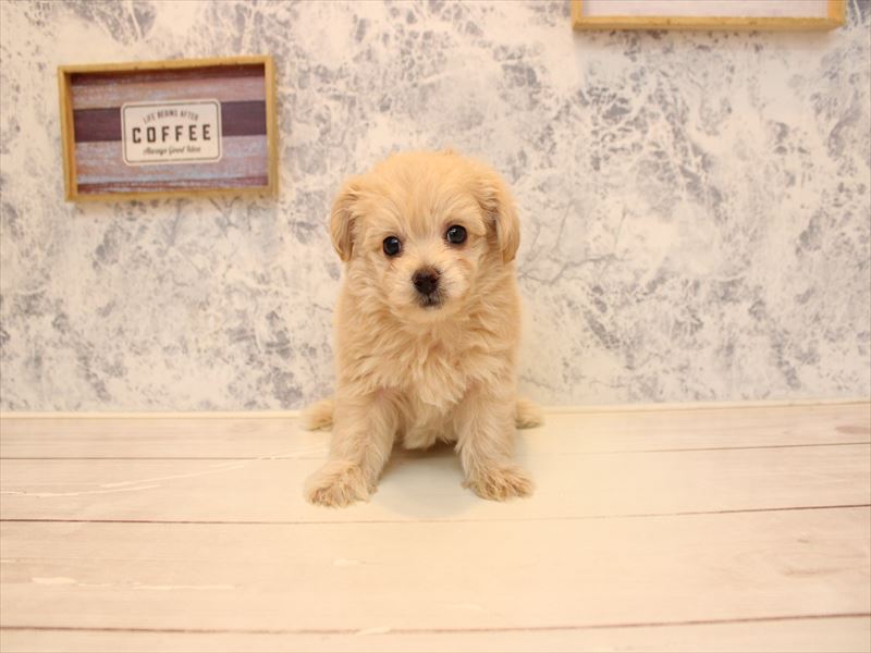 埼玉県のチワプー/プーチー(チワワ×プードル) (ワンラブ埼玉寄居店/2025年11月12日生まれ/男の子/アプリコット)の子犬の3枚目の画像