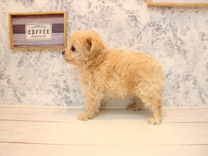 埼玉県のチワプー/プーチー(チワワ×プードル) (ワンラブ埼玉寄居店/2025年11月12日生まれ/男の子/アプリコット)の子犬の2枚目の画像