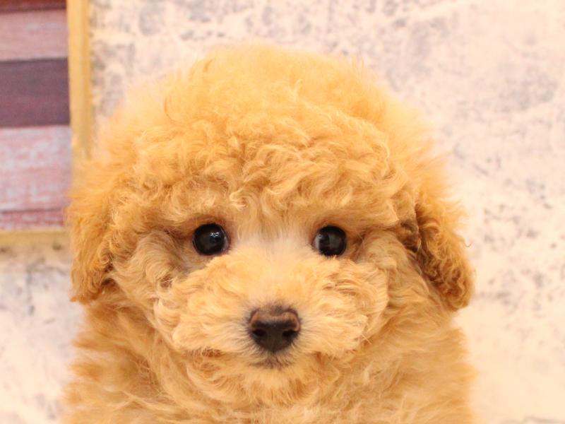 埼玉県のトイプードル(タイニー) (ワンラブ埼玉寄居店/2025年11月11日生まれ/男の子/アプリコット)の子犬の1枚目の画像