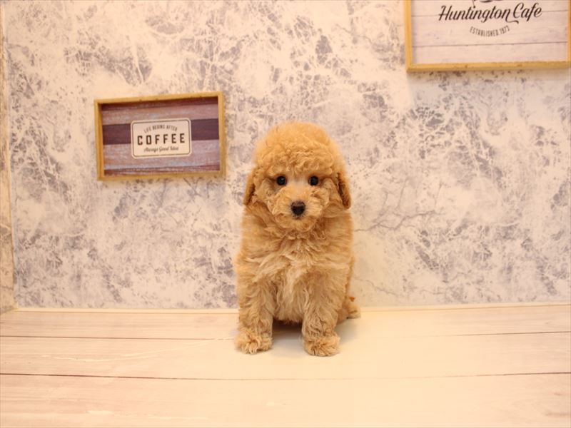 埼玉県のトイプードル(タイニー) (ワンラブ埼玉寄居店/2025年11月11日生まれ/男の子/アプリコット)の子犬の3枚目の画像