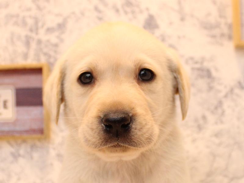 埼玉県のラブラドールレトリーバー (ワンラブ埼玉寄居店/2025年11月13日生まれ/男の子/イエロー)の子犬の1枚目の画像