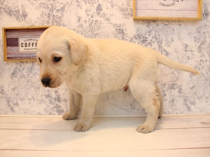 埼玉県のラブラドールレトリーバー (ワンラブ埼玉寄居店/2025年11月13日生まれ/男の子/イエロー)の子犬の3枚目の画像