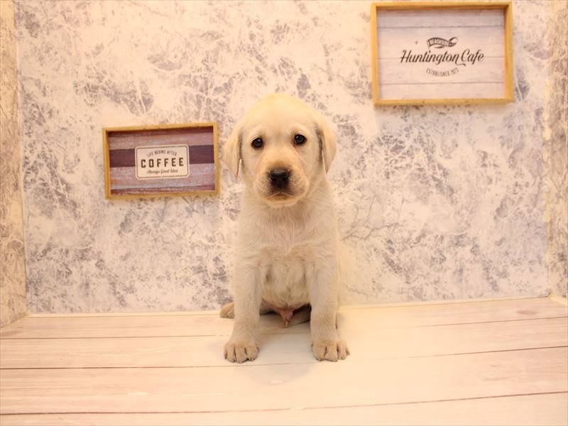 埼玉県のラブラドールレトリーバー (ワンラブ埼玉寄居店/2025年11月13日生まれ/男の子/イエロー)の子犬の2枚目の画像