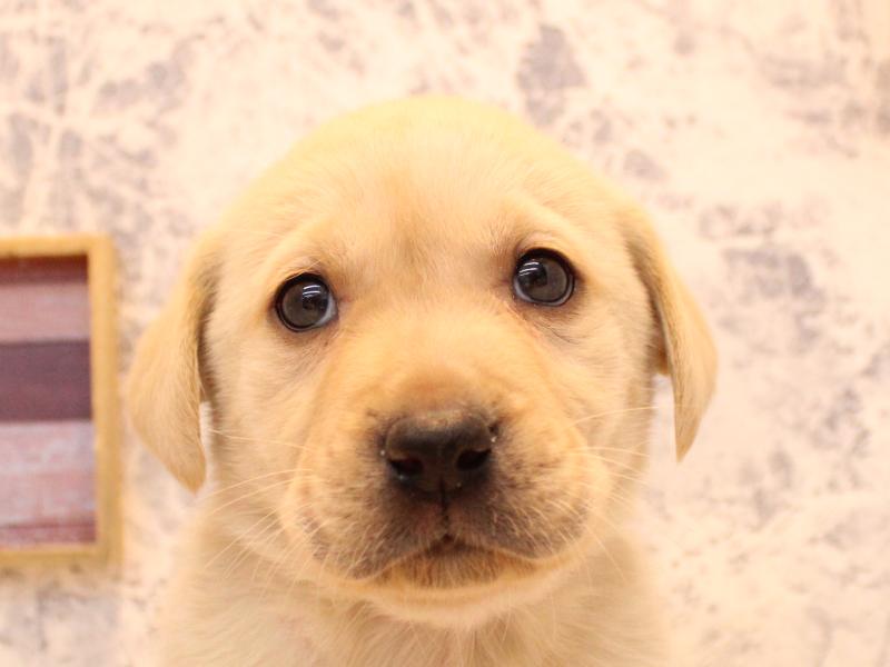 埼玉県のラブラドールレトリーバー (ワンラブ埼玉寄居店/2025年11月13日生まれ/男の子/イエロー)の子犬の1枚目の画像