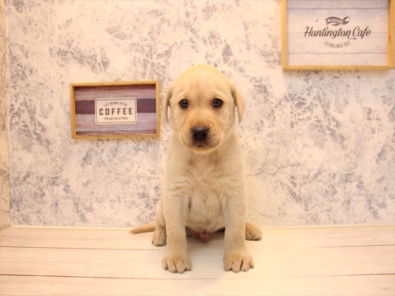 埼玉県のラブラドールレトリーバー (ワンラブ埼玉寄居店/2025年11月13日生まれ/男の子/イエロー)の子犬の2枚目の画像