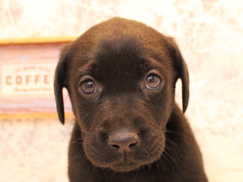埼玉県のラブラドールレトリーバー (ワンラブ埼玉寄居店/2025年11月13日生まれ/男の子/ブラック)の子犬の1枚目の画像