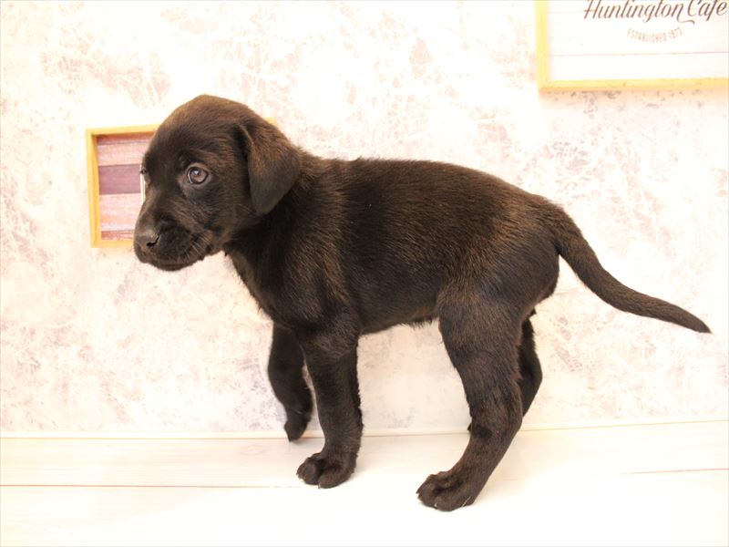 埼玉県のラブラドールレトリーバー (ワンラブ埼玉寄居店/2025年11月13日生まれ/男の子/ブラック)の子犬の3枚目の画像