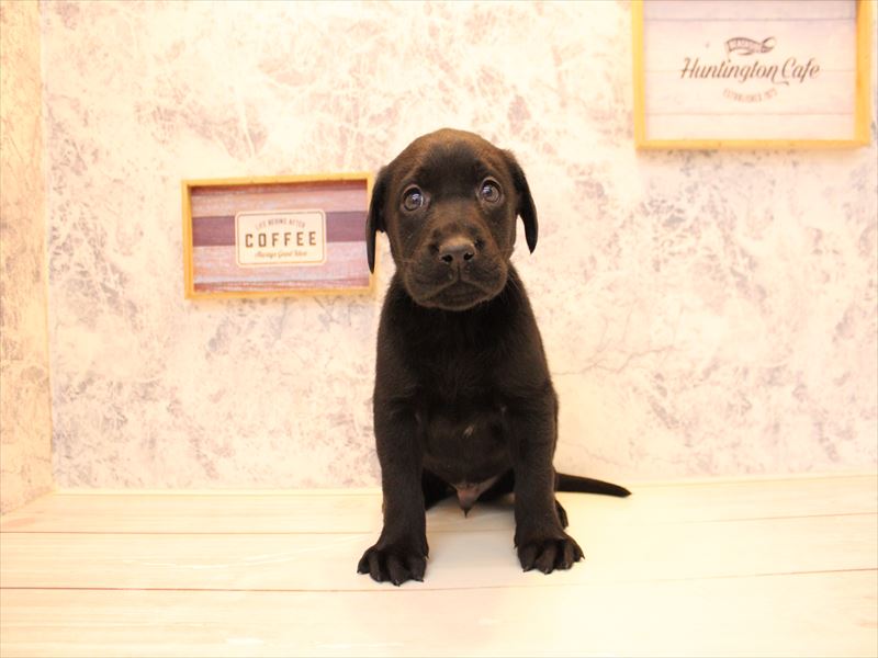 埼玉県のラブラドールレトリーバー (ワンラブ埼玉寄居店/2025年11月13日生まれ/男の子/ブラック)の子犬の2枚目の画像