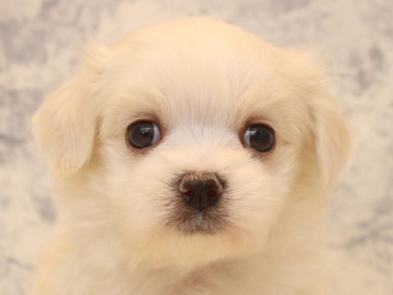 東京都のマルチーズ (ワンラブイーアス高尾店/2025年11月14日生まれ/男の子/ホワイト)の子犬