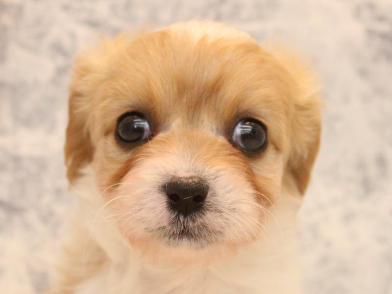埼玉県のハーフ犬・ミックス犬 (ワンラブ関東本店/2025年11月13日生まれ/女の子/ブレンハイム)の子犬の1枚目の画像