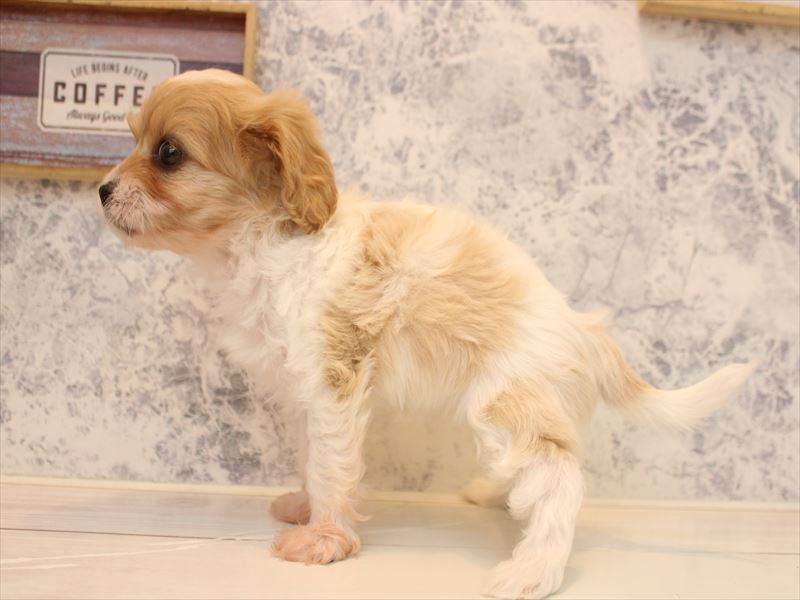 子犬の詳細情報 (神奈川県/2025年11月13日生まれ/女の子/ブレンハイム