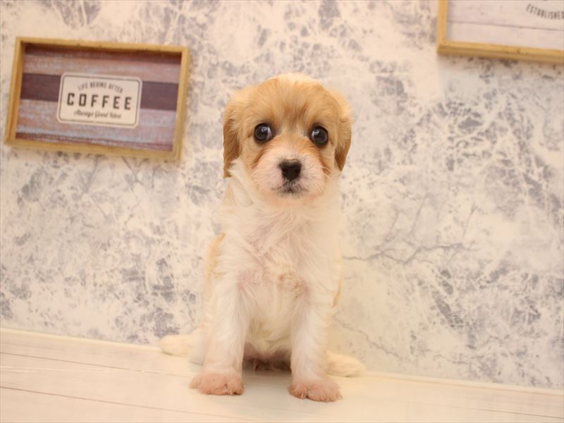 埼玉県のハーフ犬・ミックス犬 (ワンラブ関東本店/2025年11月13日生まれ/女の子/ブレンハイム)の子犬の2枚目の画像