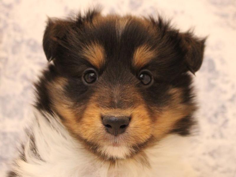 神奈川県のシェットランドシープドッグ (ワンラブCoaska Bayside横須賀店/2025年11月13日生まれ/男の子/トライカラー)の子犬の1枚目の画像