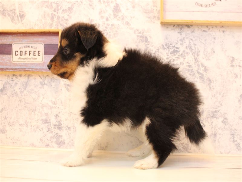 神奈川県のシェットランドシープドッグ (ワンラブCoaska Bayside横須賀店/2025年11月13日生まれ/男の子/トライカラー)の子犬の3枚目の画像