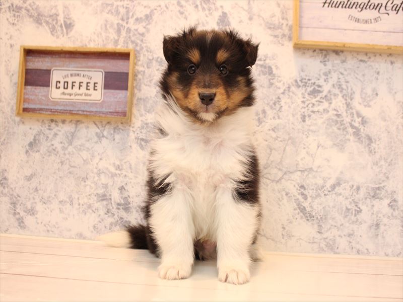 神奈川県のシェットランドシープドッグ (ワンラブCoaska Bayside横須賀店/2025年11月13日生まれ/男の子/トライカラー)の子犬の2枚目の画像