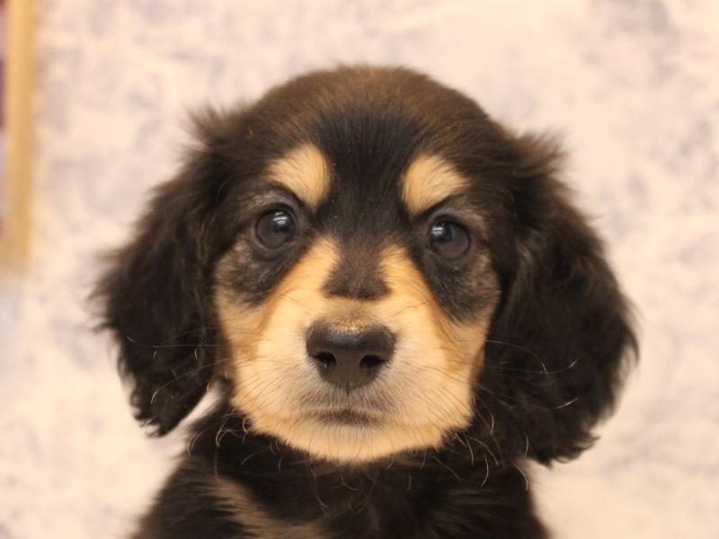 青森県のカニンヘンダックスフンド(ロング) (ワンラブエルムの街店/2025年11月16日生まれ/男の子/ブラックタン)の子犬の1枚目の画像