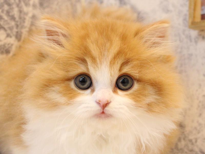 神奈川県のスコティッシュフォールド (ワンラブCoaska Bayside横須賀店/2025年11月15日生まれ/男の子/レッドタビーホワイト)の子猫の1枚目の画像