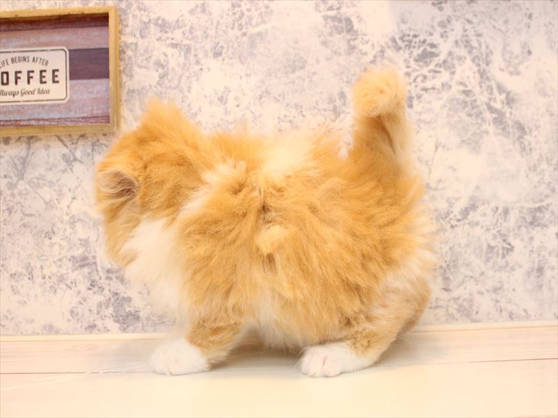 神奈川県のスコティッシュフォールド (ワンラブCoaska Bayside横須賀店/2025年11月15日生まれ/男の子/レッドタビーホワイト)の子猫の3枚目の画像