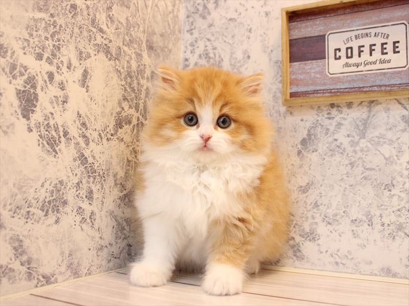 神奈川県のスコティッシュフォールド (ワンラブCoaska Bayside横須賀店/2025年11月15日生まれ/男の子/レッドタビーホワイト)の子猫の2枚目の画像