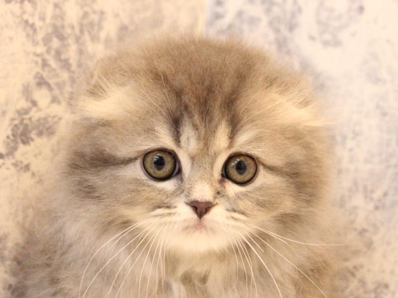 千葉県のスコティッシュフォールド (ワンラブイオンタウン成田富里店/2025年11月15日生まれ/女の子/ブルータビー)の子猫