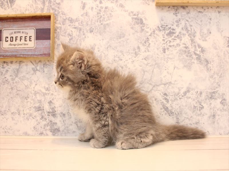 東京都のマンチカン (ワンラブニャンラブ ららテラス北綾瀬店/2025年11月13日生まれ/男の子/ブルータビー)の子猫の3枚目の画像