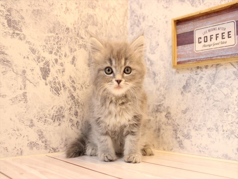 東京都のマンチカン (ワンラブニャンラブ ららテラス北綾瀬店/2025年11月13日生まれ/男の子/ブルータビー)の子猫の2枚目の画像