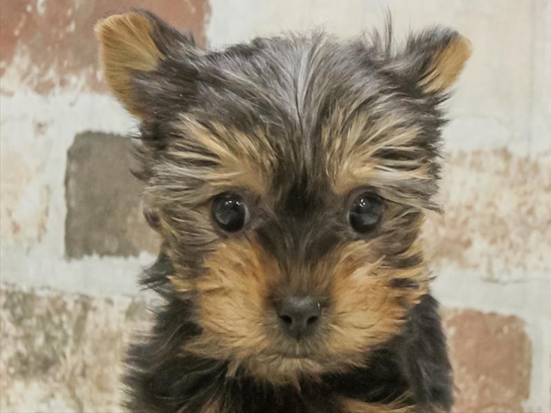 香川県のヨークシャーテリア (ワンラブゆめタウン三豊店/2025年11月12日生まれ/女の子/スチールブルータン)の子犬の1枚目の画像