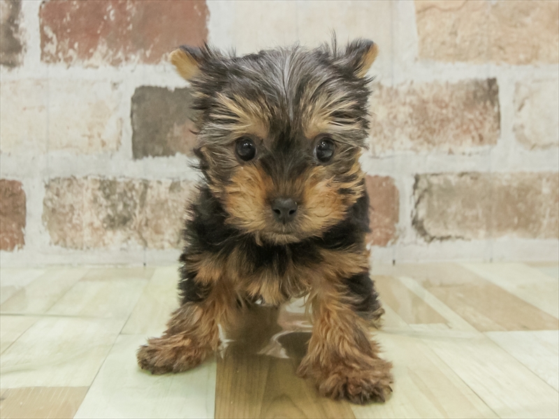 香川県のヨークシャーテリア (ワンラブゆめタウン三豊店/2025年11月12日生まれ/女の子/スチールブルータン)の子犬の3枚目の画像