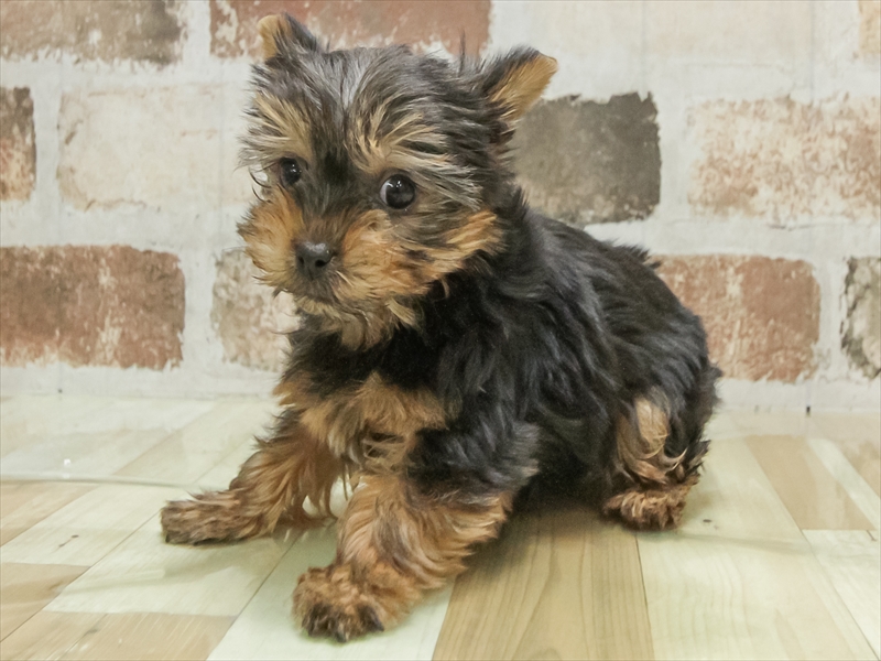 香川県のヨークシャーテリア (ワンラブゆめタウン三豊店/2025年11月12日生まれ/女の子/スチールブルータン)の子犬の2枚目の画像