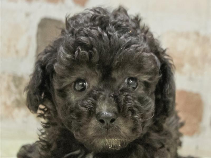 愛知県のビションプー(ビションフリーゼ×プードル) (ワンラブ名古屋守山インター総本店/2025年11月14日生まれ/男の子/シルバー)の子犬の1枚目の画像