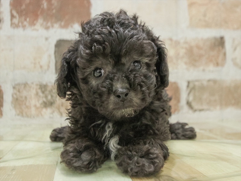 愛知県のビションプー(ビションフリーゼ×プードル) (ワンラブ名古屋守山インター総本店/2025年11月14日生まれ/男の子/シルバー)の子犬の3枚目の画像
