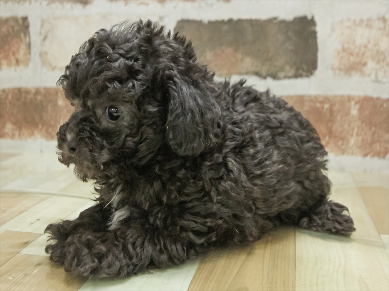 愛知県のビションプー(ビションフリーゼ×プードル) (ワンラブ名古屋守山インター総本店/2025年11月14日生まれ/男の子/シルバー)の子犬の2枚目の画像