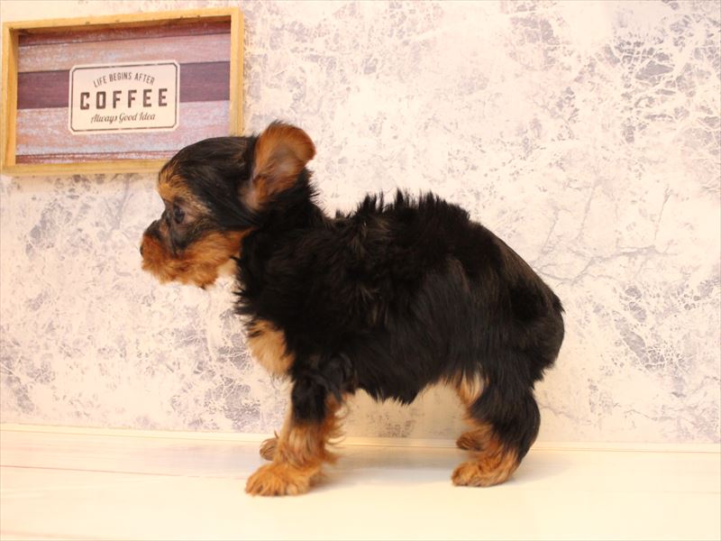 埼玉県のヨークシャーテリア (ワンラブカインズ蓮田店/2025年11月12日生まれ/女の子/スチールブルータン)の子犬の3枚目の画像