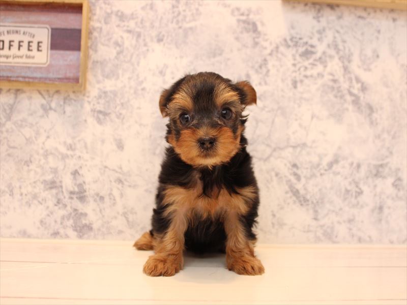 埼玉県のヨークシャーテリア (ワンラブカインズ蓮田店/2025年11月12日生まれ/女の子/スチールブルータン)の子犬の2枚目の画像