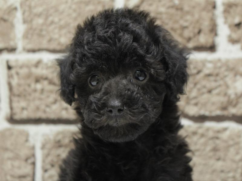 熊本県のチワプー/プーチー(チワワ×プードル) (ワンラブザ・ファクトリーニシムタ合志店/2025年11月17日生まれ/女の子/ブラック)の子犬