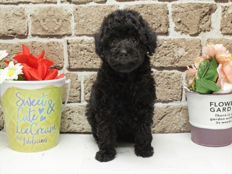 熊本県のチワプー/プーチー(チワワ×プードル) (ワンラブザ・ファクトリーニシムタ合志店/2025年11月17日生まれ/女の子/ブラック)の子犬の3枚目の画像