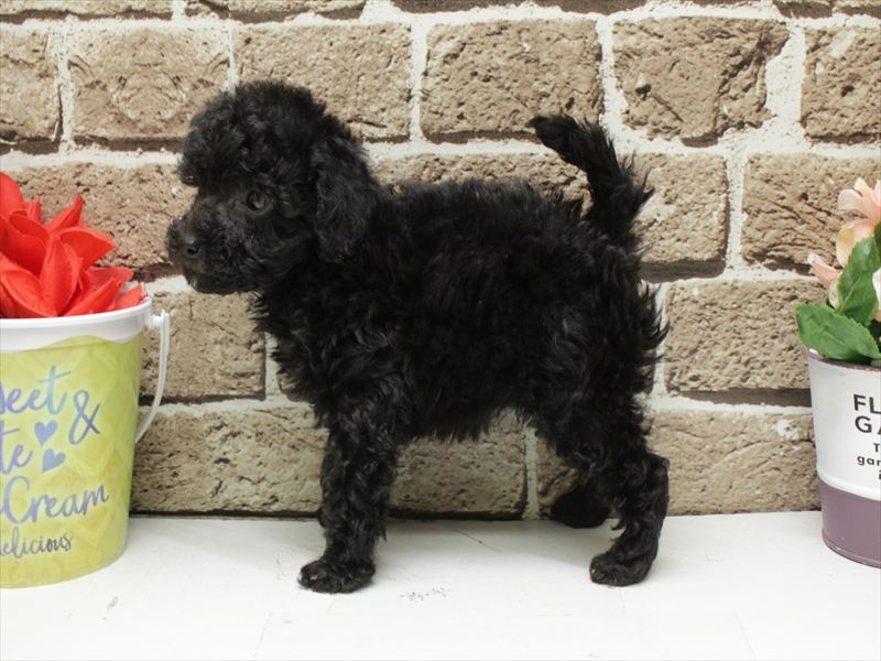 熊本県のチワプー/プーチー(チワワ×プードル) (ワンラブザ・ファクトリーニシムタ合志店/2025年11月17日生まれ/女の子/ブラック)の子犬の2枚目の画像